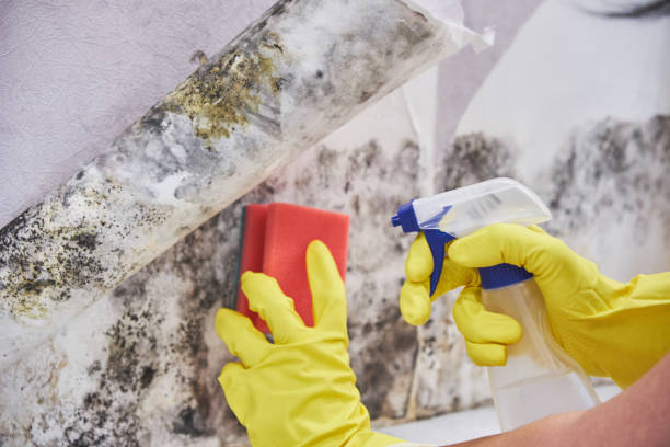 Best Real Estate Mold Inspection in USA